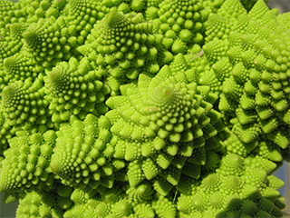 Romanesco broccoli